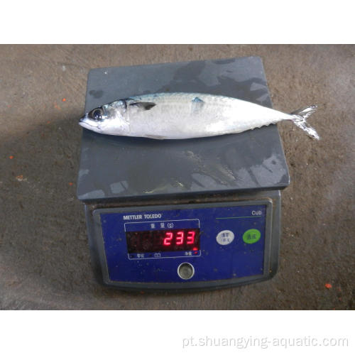 Seefrozen Scomber japonicus Pacific Fish Mackerel para venda